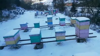 Заглянув на пасіку, трохи переживаю. Мороз.