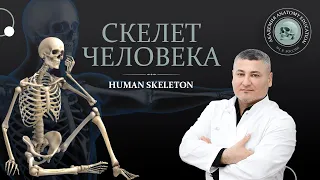 Скелет человека / Human skeleton. Анатомия костной системы / Anatomy of the bone system