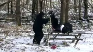 VALENTINE'S DAY BIGFOOT FOOTAGE