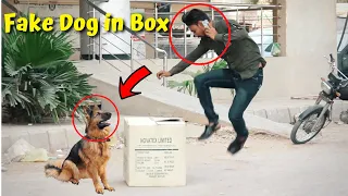 Fake Dog in Box - Funny Reaction - New Talent Pranks 2021