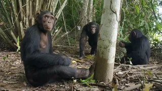 JGI's Tchimpounga Sanctuary is a New Hope for a Chimp Named Anzac