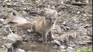 Arctic Fox pup drinking near Kittiwake rookery