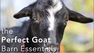 The Perfect Goat Barn Setup - what you need to make keeping goats easier!