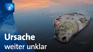 Tote Fische in der Oder: Suche nach Ursachen geht weiter