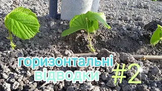 фундук Розмноження Горизонтальні відводки Частина 2