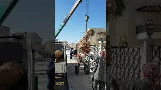 Date Palm Tree 0582662554 Supply  and  Planting - Luxury villa landscaping in Dubai