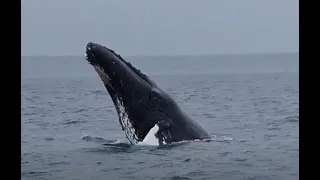 WHALE WATCHING TOUR IN DIGBY, NOVA SCOTIA