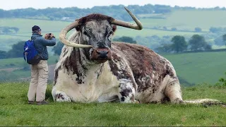 10 Most Expensive Bull In The World | Unique and Biggest Bulls In The World