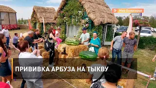 Прививка арбуза на тыкву