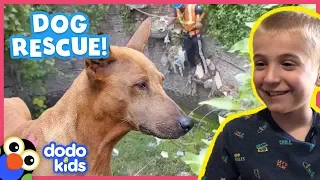 Hero Rescuer Saves Stuck Puppy With Special Pup Net! | Animal Videos For Kids | Dodo Kids: Rescued!
