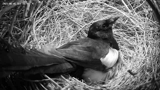 210605 magpie nest, 2021 epilogue