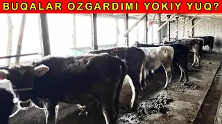 Togamni BUQALARI qanday OZGARYABDI? 2023.