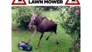Moose "killed" the lawn mower!!
