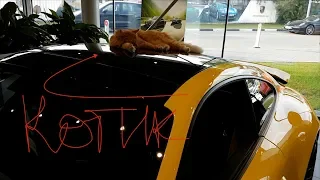 Съёмки AvtoRevizorro, Audi Plus, Porsche Approved//видеодайджест 10