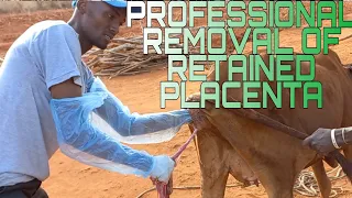 PROFESSIONAL  REMOVAL OF FETAL MEMBRANE( RETAINED PLACENTA) IN COW