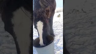 Дружба лошади и собаки