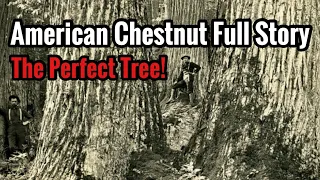 American Chestnut Full Story