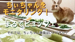 I observed Chihaya using vegetables that my family and rabbits can eat together.【CHAPP・DAN DAN WOO】