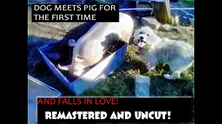 Dog Meets Pig For First Time, Then Falls In Love!! REMASTERED AND EXTENDED!