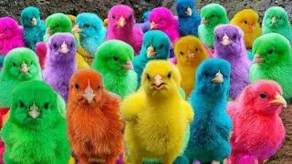 Adorable Animals, World Cute Chickens, Chickens,Colorful Ducks, and Fluffy Rabbits! 🐔🐰