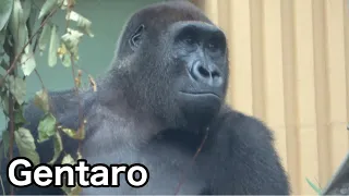 Gentaro's testicles are invisible soon.(gorilla information sharing)｜Momotaro family｜Kiyomasa too