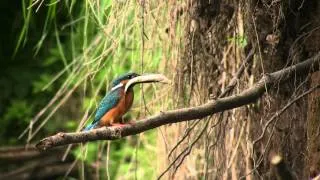 Ledňáček říční II, Kingfisher II