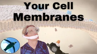 Cell Membranes EXPLAINED!