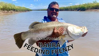 Barramundi Feeding Frenzy #bigfish