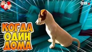 DOGVLOG ЛОКИ БОБО ОДИН ДОМА. Говорящая собака 🐾 013 серия