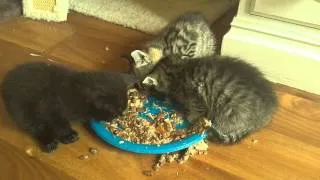 4 week old kittens eat for first time