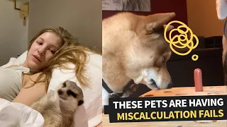 The Best Pet Fails On The Internet