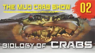 Biology of Mud Crabs (Scylla Spp) [ENGLISH | MALAY Subs] | Episode 2 | The Mud Crab Show