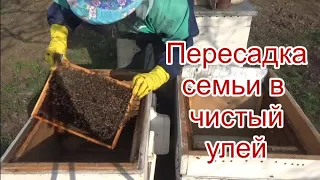 весенняя пересадка пчел  в чистый улей после зимовки