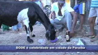 bode é celebridade em cidade paraibana