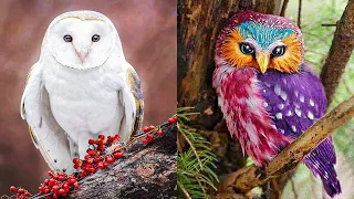 TOP 15 BEAUTIFUL Owl Species