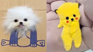 Tik Tok Chó Phốc Sóc Mini 😍 Funny and Cute Pomeranian #185