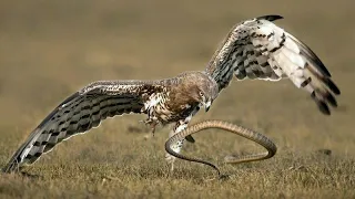Мать-Орел убивает Змею, которая пытается съесть ее ребенка