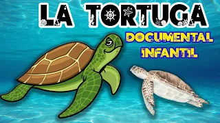 LA TORTUGA MARINA 🐢 🌊 | Videos educativos para niños | Animales marinos | Documentales para niños