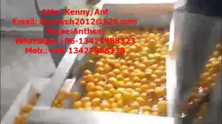 Automatic Plum fruit washing, drying, cleaning, pitting and cutting machine, plum production line