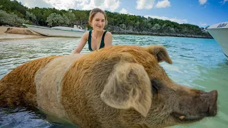 Pigs on the beach? Where is this place?