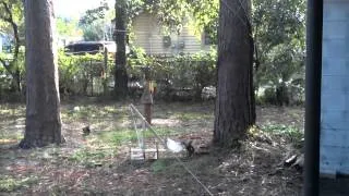 Squirrel Catapult