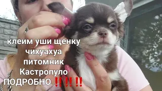 как поставить уши длинношерстному щенку чихуахуа питомник Кастропуло Крым, продажа +79787458062
