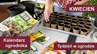 Kwiecień w ogrodzie. Kalendarz ogrodnika na 12.04 - 18.04. Prace ogrodnicze w kwietniu