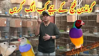 Gouldian Finch ke Bachay Alag kernay ka Sahi Waqt kya hay|| Lady Gouldian Finch Babies||Hindi/urdu