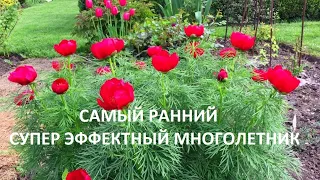 САМЫЙ РАННИЙ  СУПЕР ЭФФЕКТНЫЙ МНОГОЛЕТНИК.  ПОСАДИТЕ ЕГО  ОБЯЗАТЕЛЬНО.