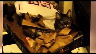 Cats Video Compilation TOP OF 2014 in HD Long 120min. Compilation Funny Cats Videos