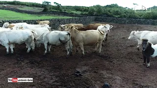 Cão «O Guarda vacas» na Ilha do Pico