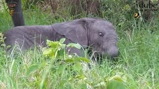 Cute Tiny Baby Elephant Struggles To Stand Up!