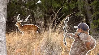 AXIS Deer Hunting in Texas! Bowhunting Exotic Game