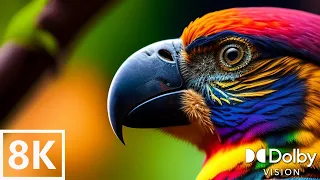 Amazon Jungle 8K ULTRA HD | Wildlife of the Rainforest